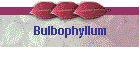 Bulbophyllum