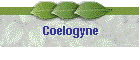 Coelogyne