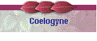 Coelogyne
