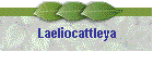 Laeliocattleya