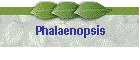 Phalaenopsis