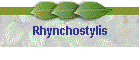 Rhynchostylis