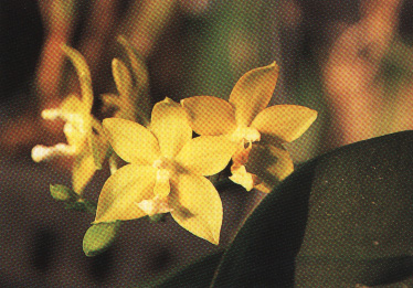 Phal._Penang_Girl_'Tommy Sng'.jpg (74534 bytes)