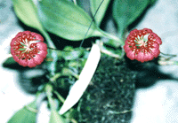Bulb. pullchelum 'Ivan'.gif (23027 bytes)