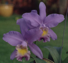 C._valentine_'coerulea'.jpg (17599 bytes)