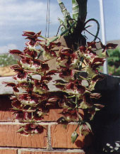 Catasetum_Penang_x Catasetum_trulla.jpg (26142 bytes)