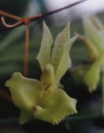 Catasetum_fimbriatum.jpg (13364 bytes)