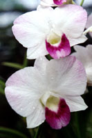 Den. Doseen x Den. phaleanopsis Clifton.jpg (15164 bytes)