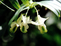 Den. oligophyllum.jpg (17088 bytes)