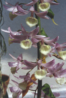 Den. pierardii.gif (25331 bytes)