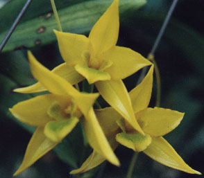 Den._trigonopus.jpg (25726 bytes)