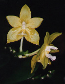 Phal._Penang_Girl_'Tommy Sng'-2.jpg (17812 bytes)