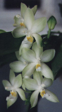 Phal._Penang_violacea.jpg (18557 bytes)
