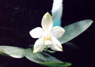 Phal. violacea 'alba'.jpg (19741 bytes)