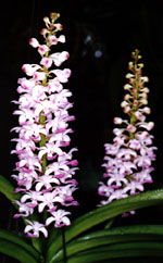 Rhyn. coelestis Pink.jpg (22737 bytes)