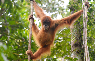 An Orangutan hanging between two trees/vines