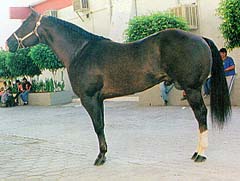 Otro Caballo