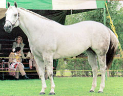 Caballo Tordillo