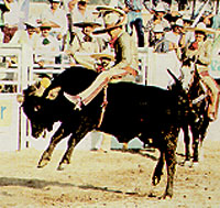 Jineteada de Toro