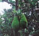 jackfruit
