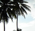 palmtrees