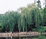 Trees