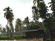 trees scene