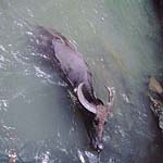 water buffalo