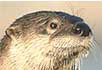 Foto: Lontra
