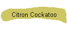 Citron Cockatoo