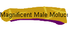 Magnificent Male Moluccan