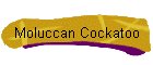 Moluccan Cockatoo