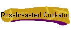 Rosebreasted Cockatoo