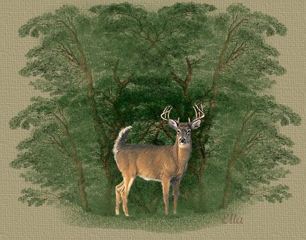 Elk