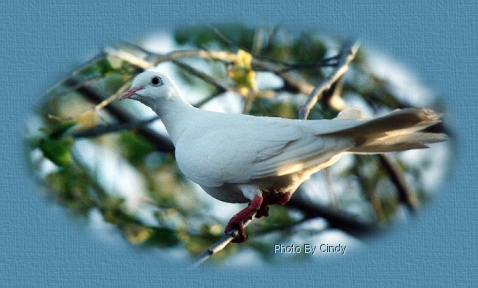 Dove