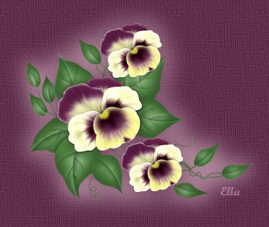 pansy