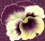 pansy