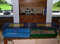 41
