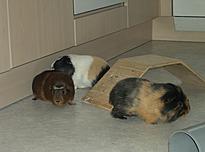 Bild 61