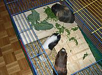 Bild 72