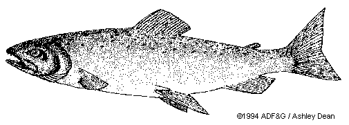King Salmon
(Chinook)