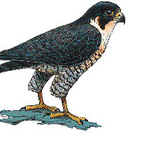 Peregrine Falcon