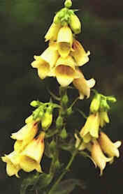 Foxglove