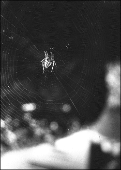 (It's the Great)
Pumpkin Spider, Charlie Brown