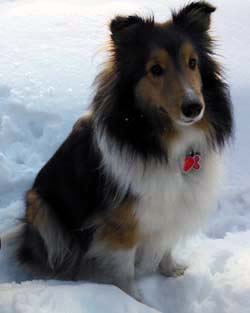miniature rough collie