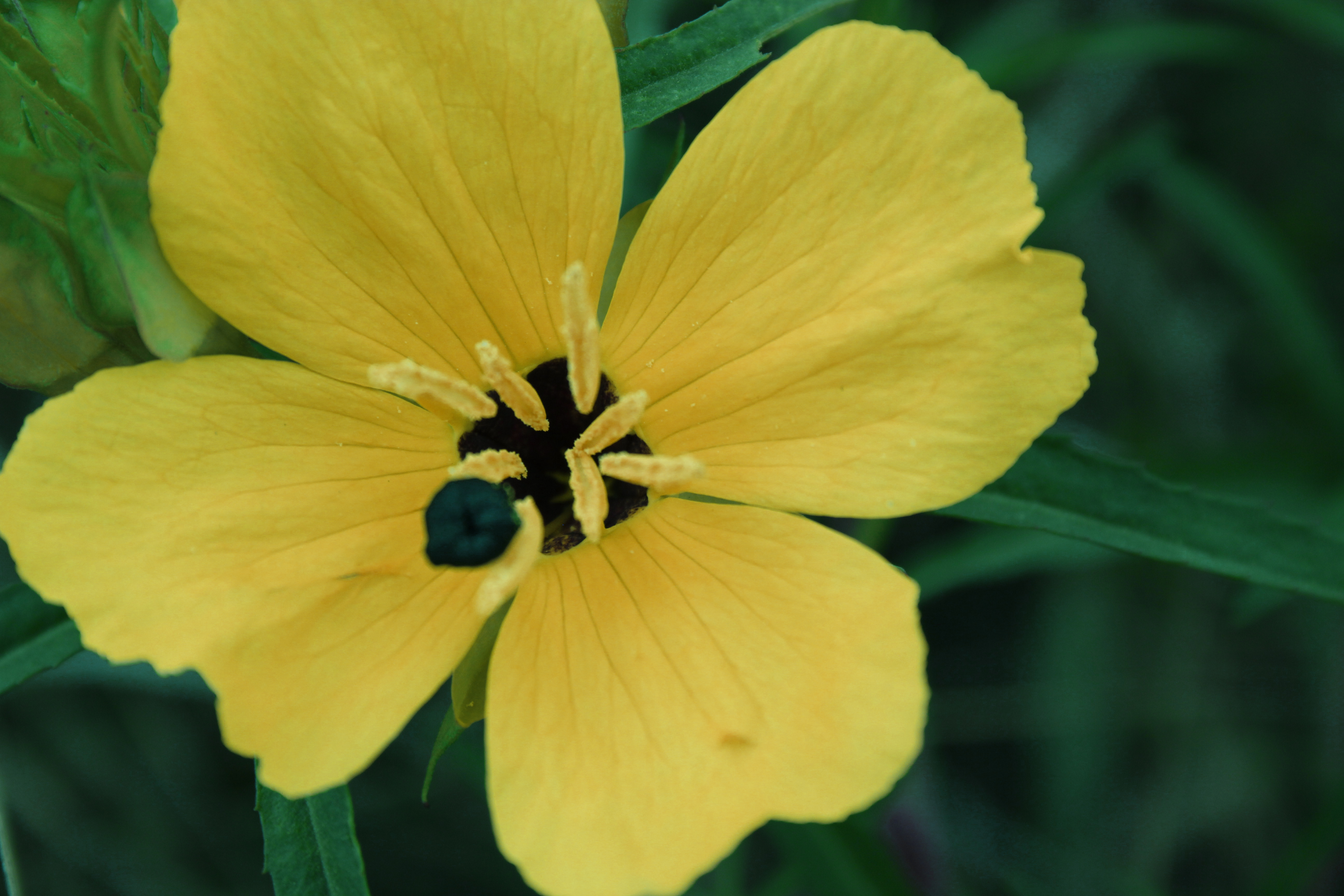 Macro