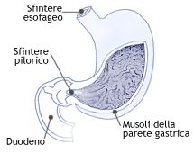 Passaggio del cibo nel duodeno
