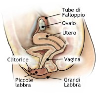 Organi genitali femminili - sezione sagittale