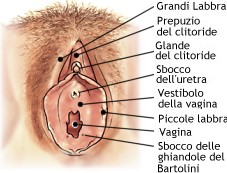 Vulva