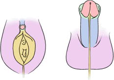 Vulva e pene